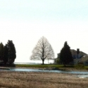 duxbury-tree-1